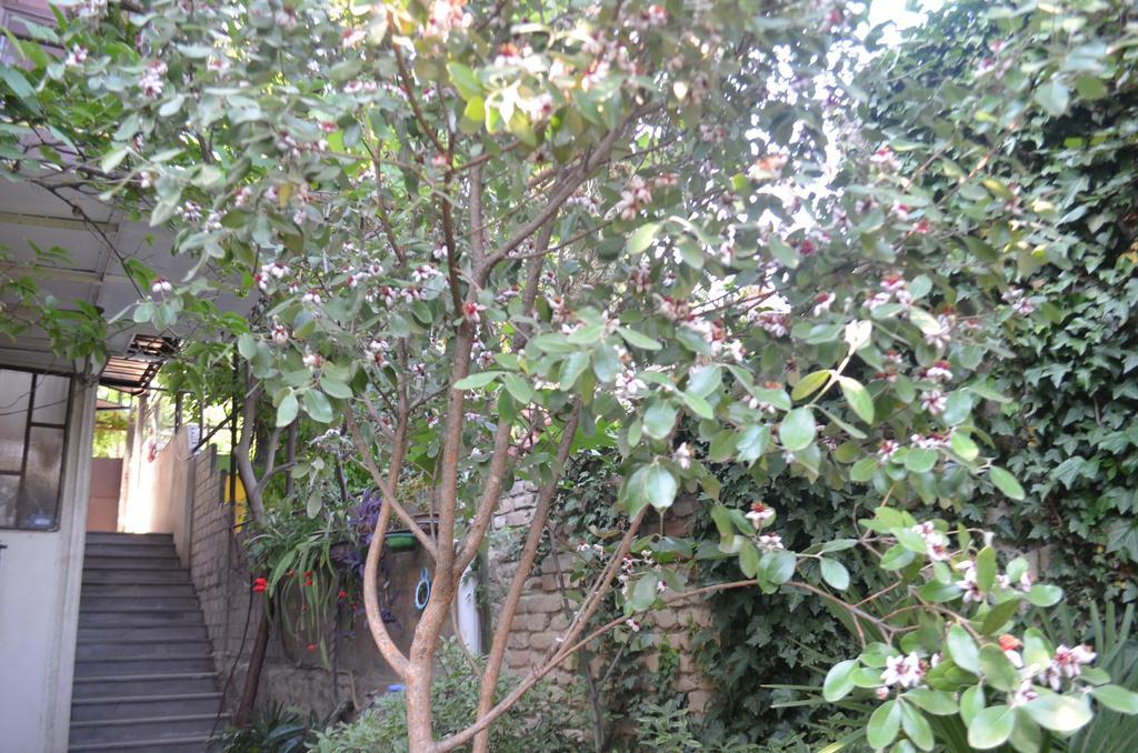 Alex'S Cosy Guesthouse ティビリシ エクステリア 写真