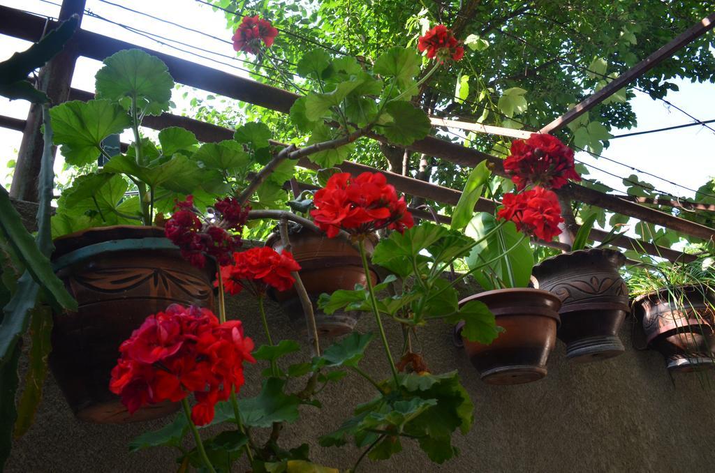 Alex'S Cosy Guesthouse ティビリシ エクステリア 写真
